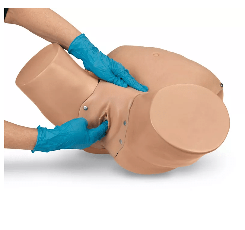 Erweiterter Beckenuntersuchungs - und Gynäkologie - Simulator - Erler - Zimmer